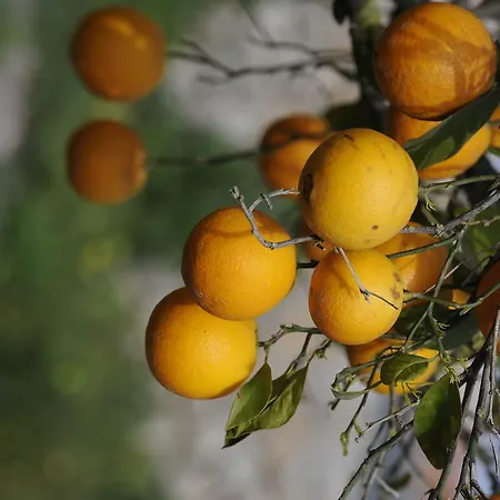 Sestelrica